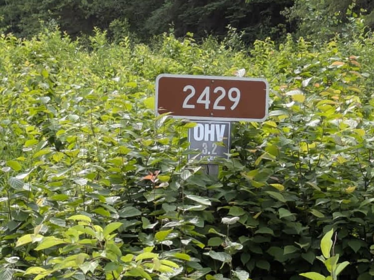 2429 trail photo
