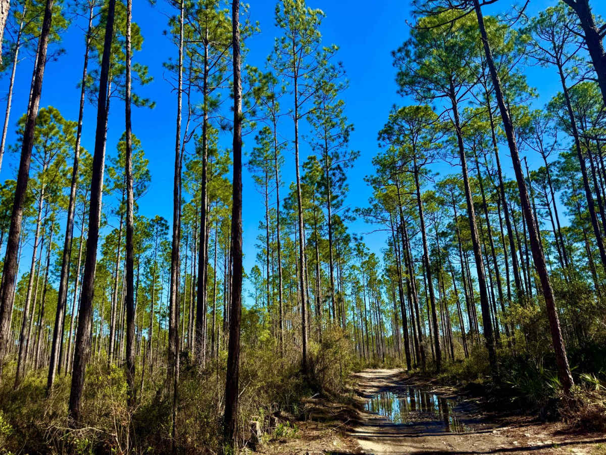 Forest Road 360-A photo 3