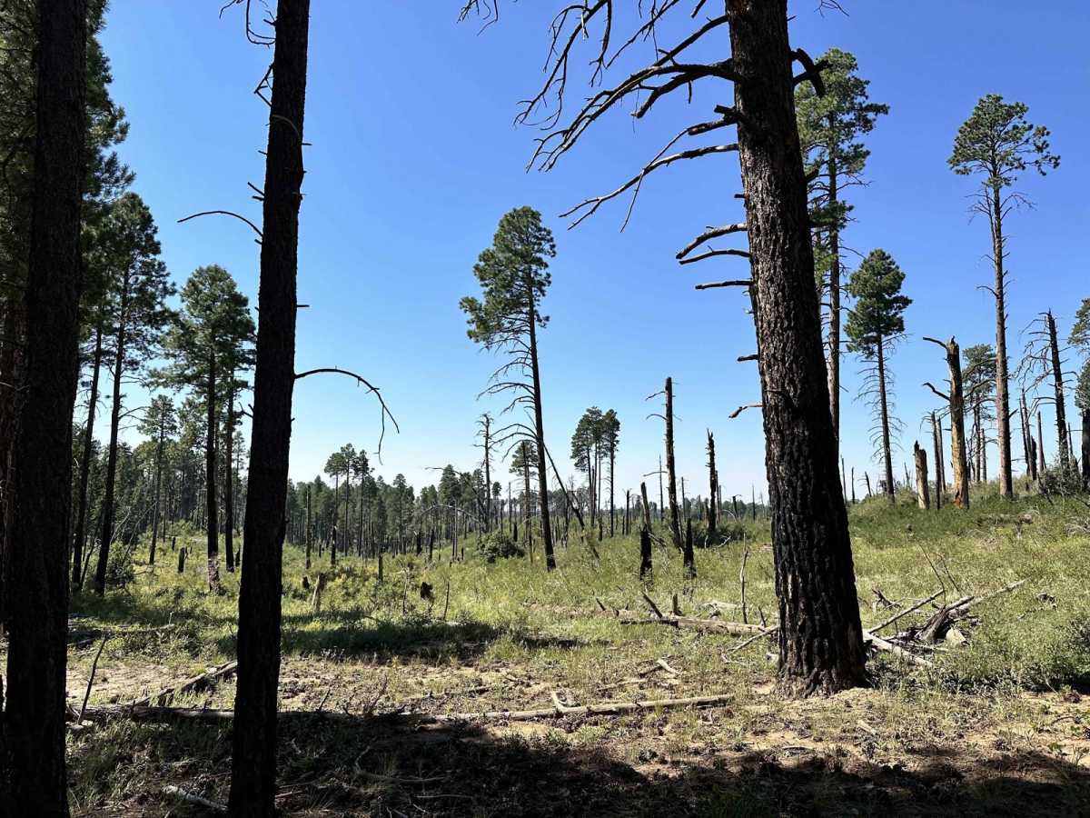 Swamp Point and North Bass Trailhead photo 5