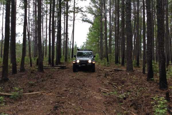 Kistatchie National Forest - Barron and Williams Road