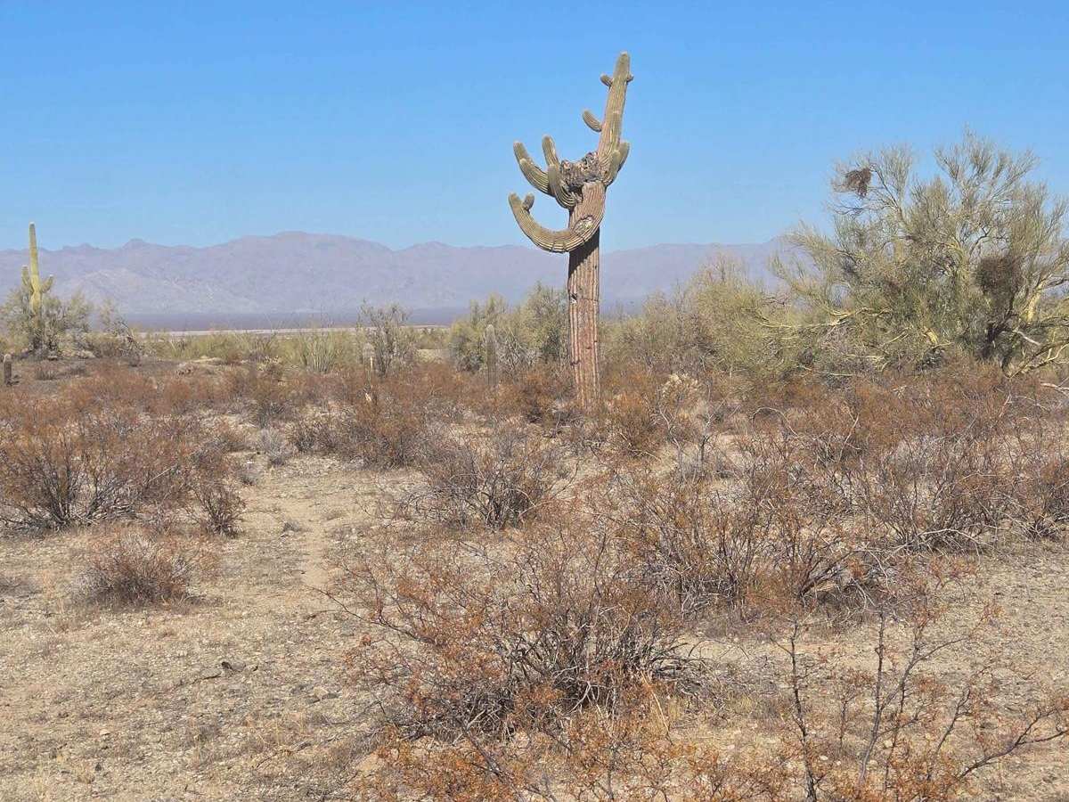 Burro Run (HS10Q) photo 3