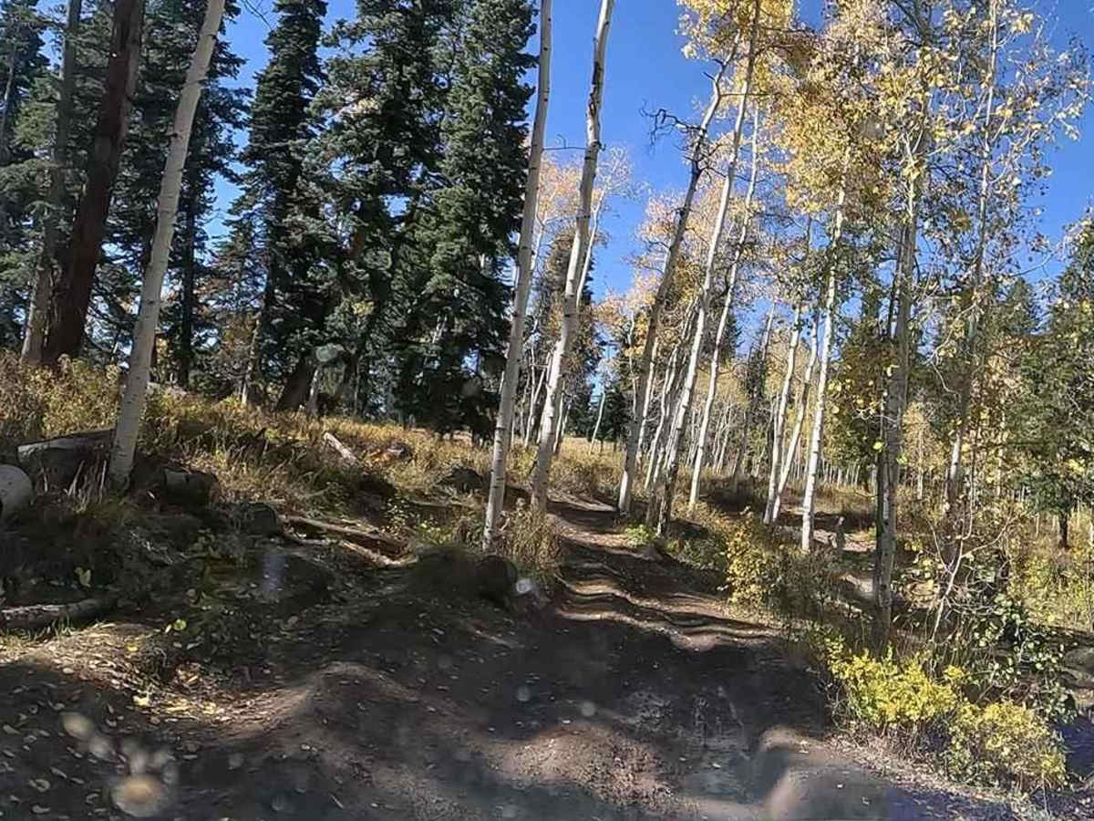 FS 80178 Upper Cedar Hollow OHV photo 4