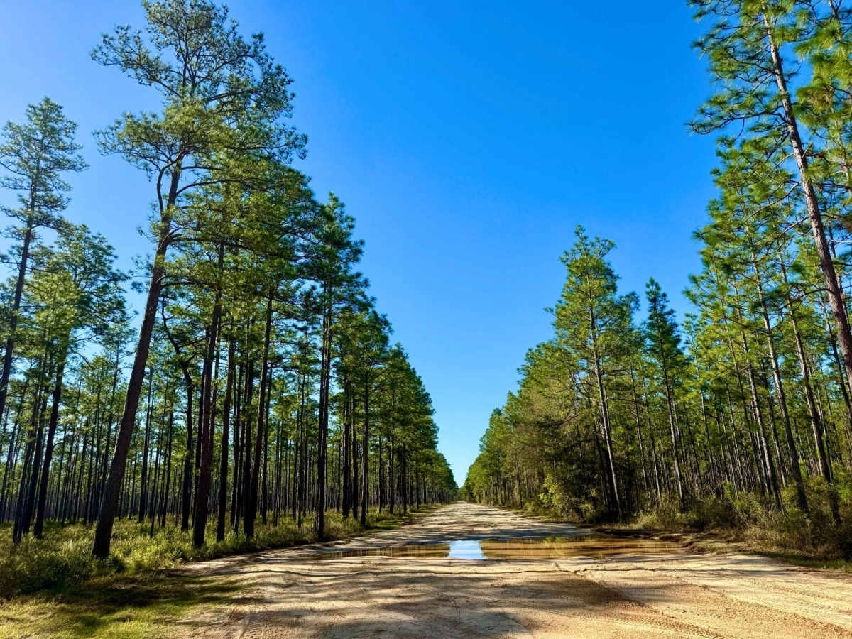 Buckhorn North - FS 360 trail photo