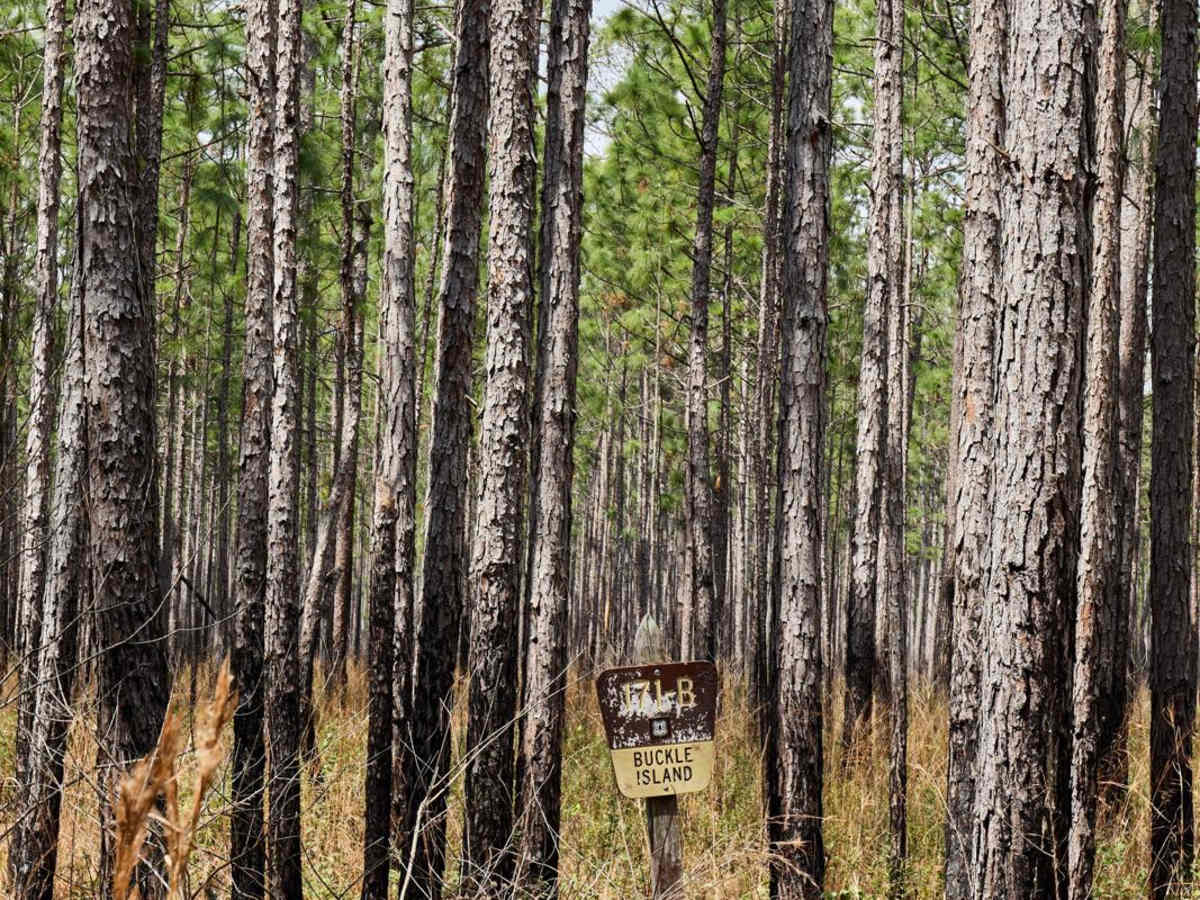 Buckle Island Alternative - FSR171b trail photo