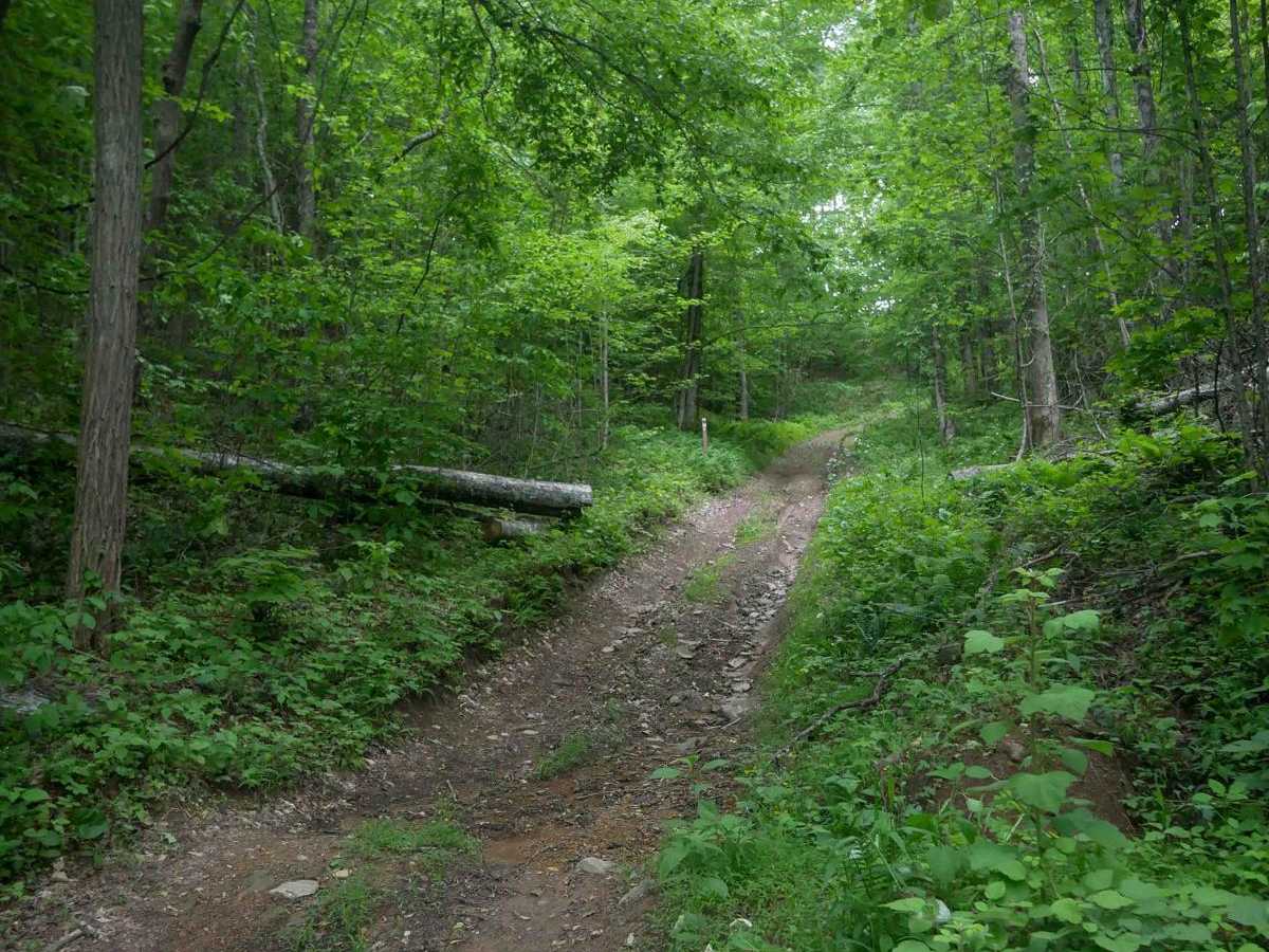 MV78 photo 2