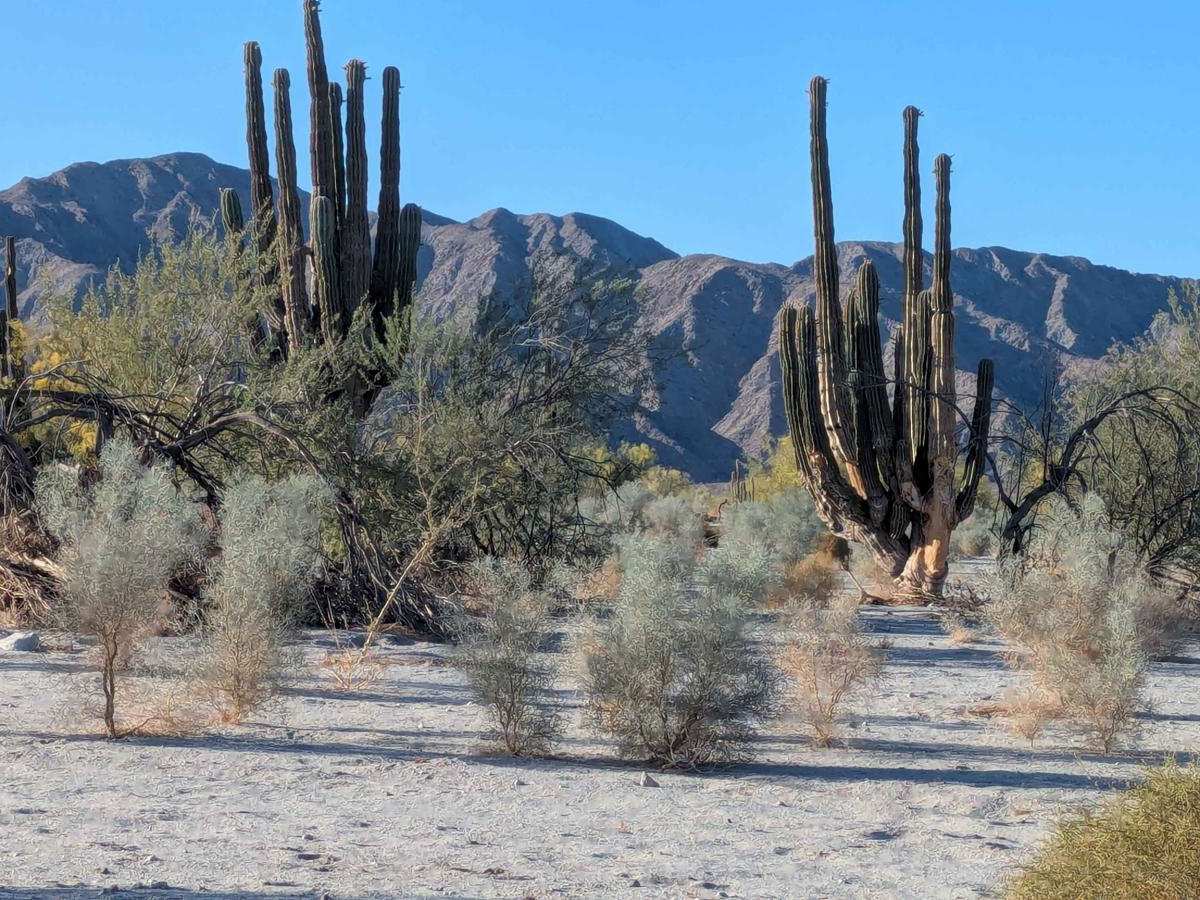 Octillo y Cacti Wash photo 6