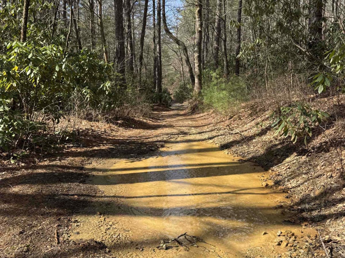 Darnell Creek - FR 150 photo 3