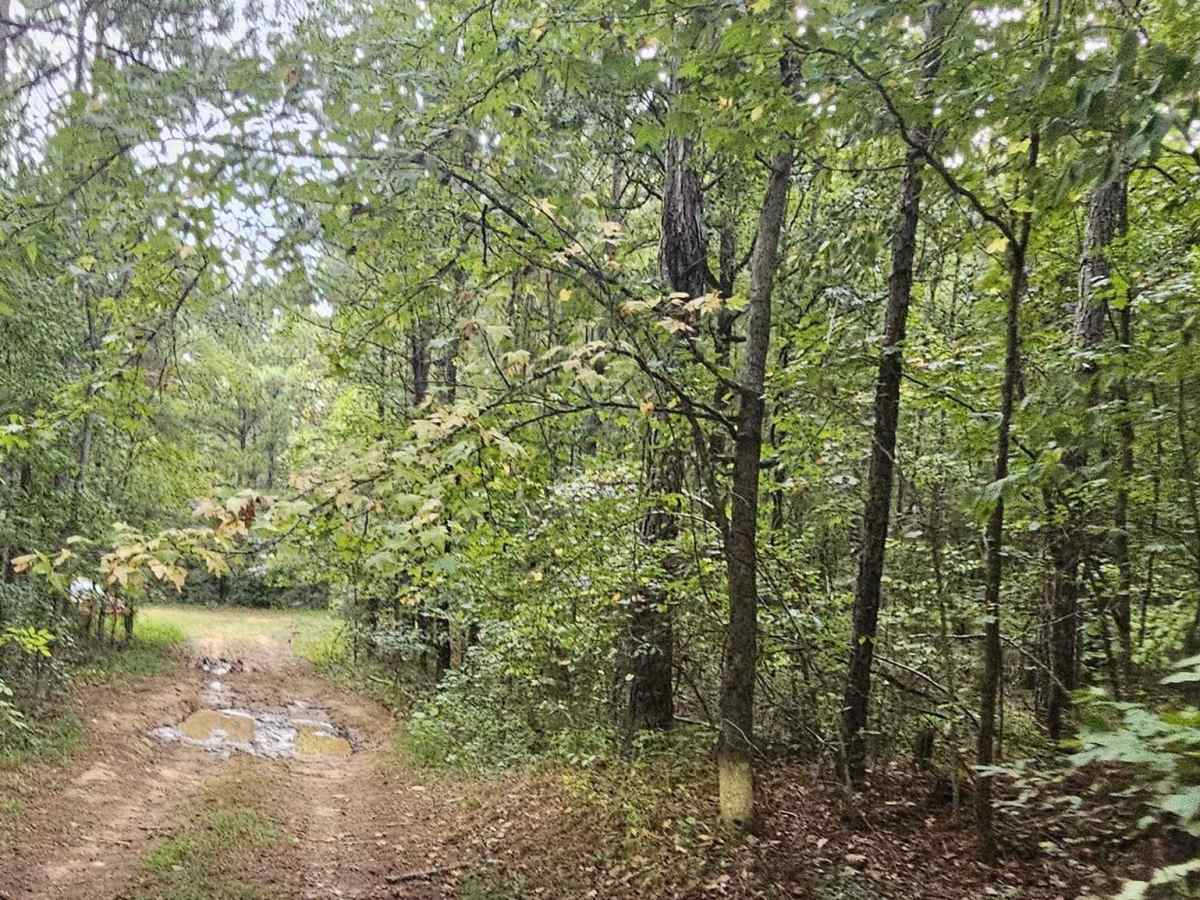 Cold Springs Road - FS 1245 trail photo