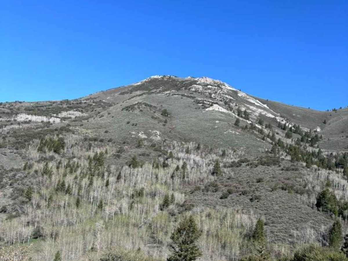 Black Pine Spring photo 4