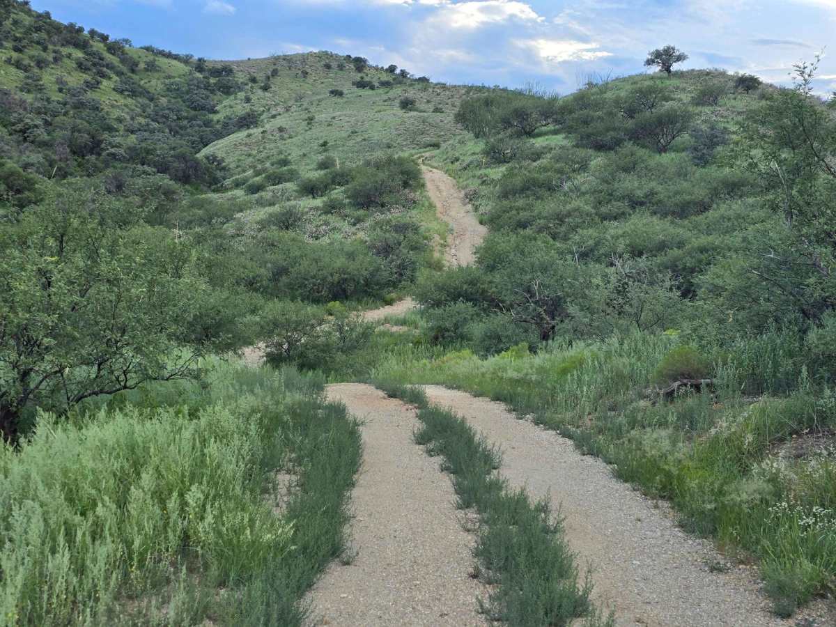 Tres Bellotas trail photo