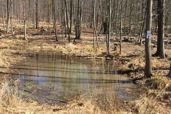 Water Hole Blue
