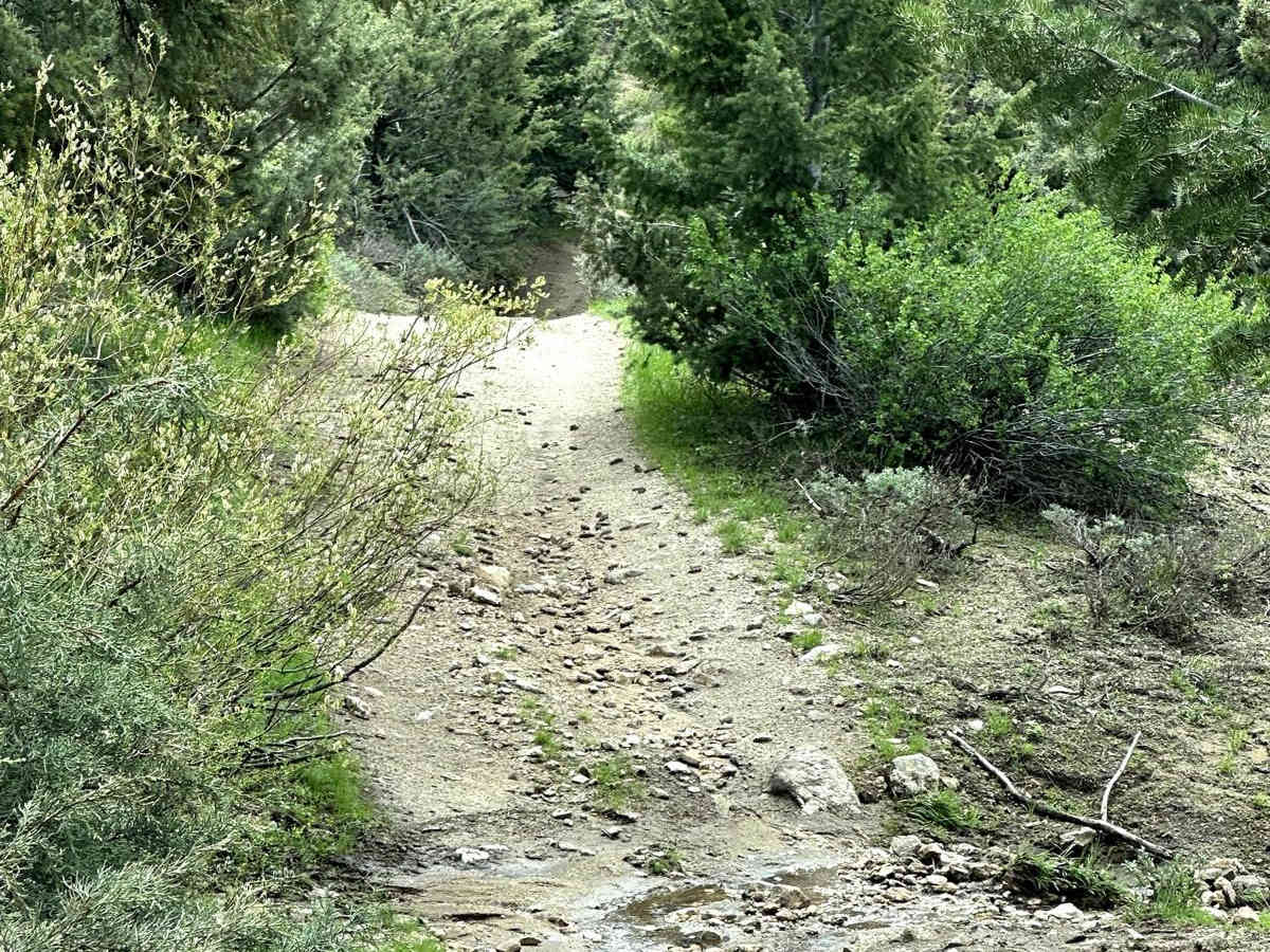 Presby Creek Trail photo 5