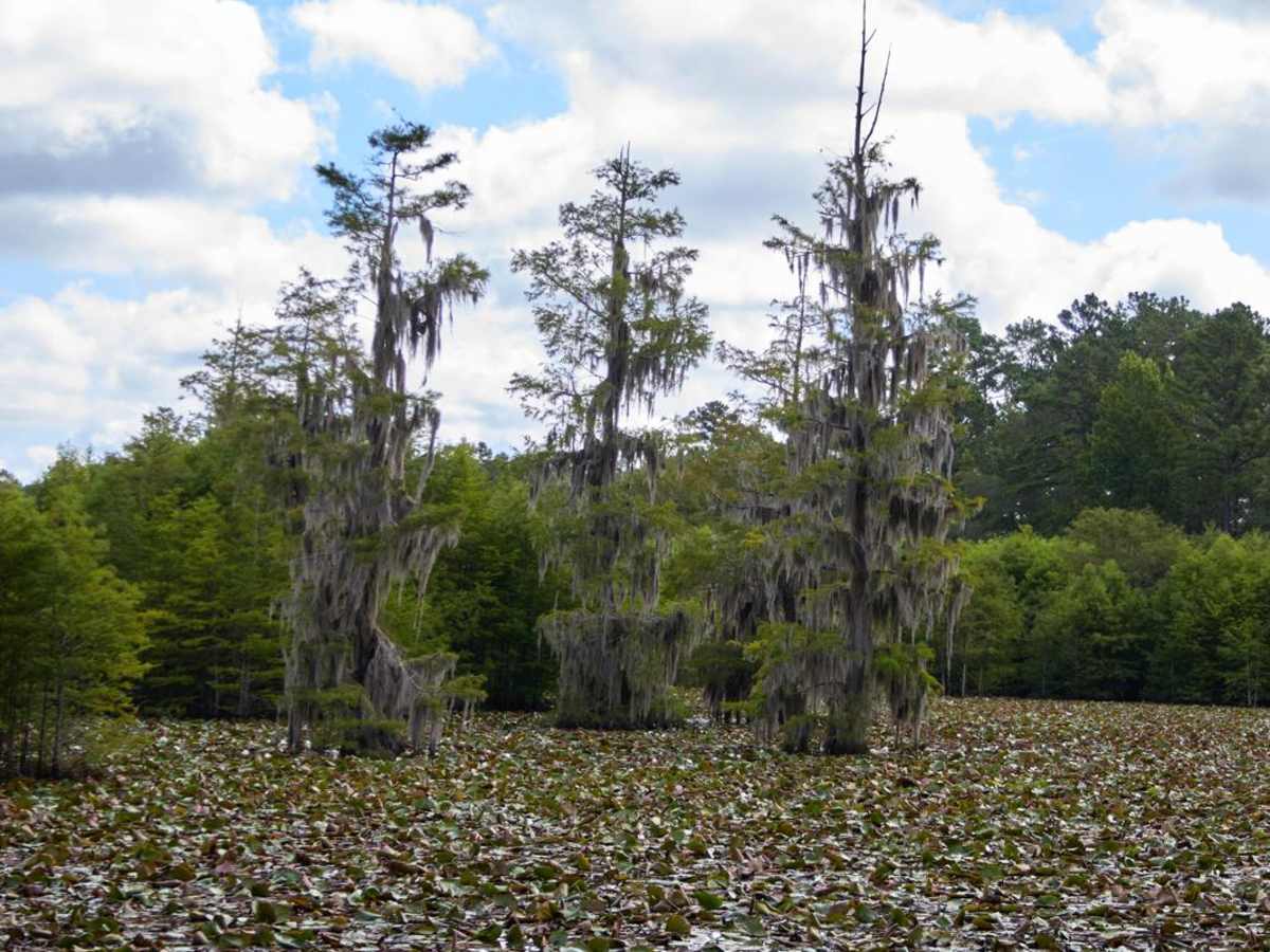Fish Pond Loop trail photo