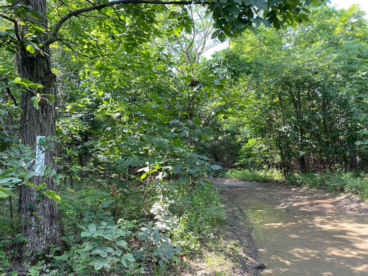 Jeremy's Jaunt trail photo