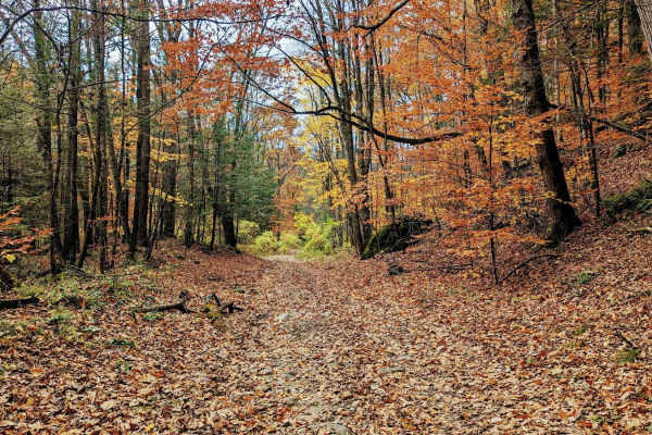 Washington Mountain Road