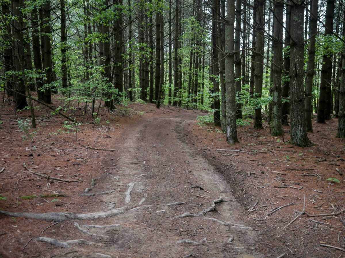 OP 7 trail photo