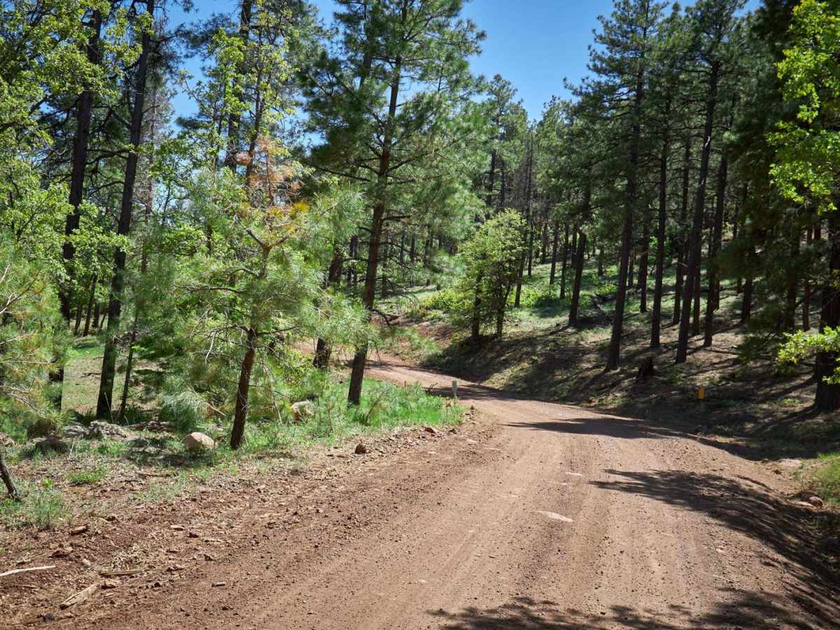 Bill Williams Mountain photo 6