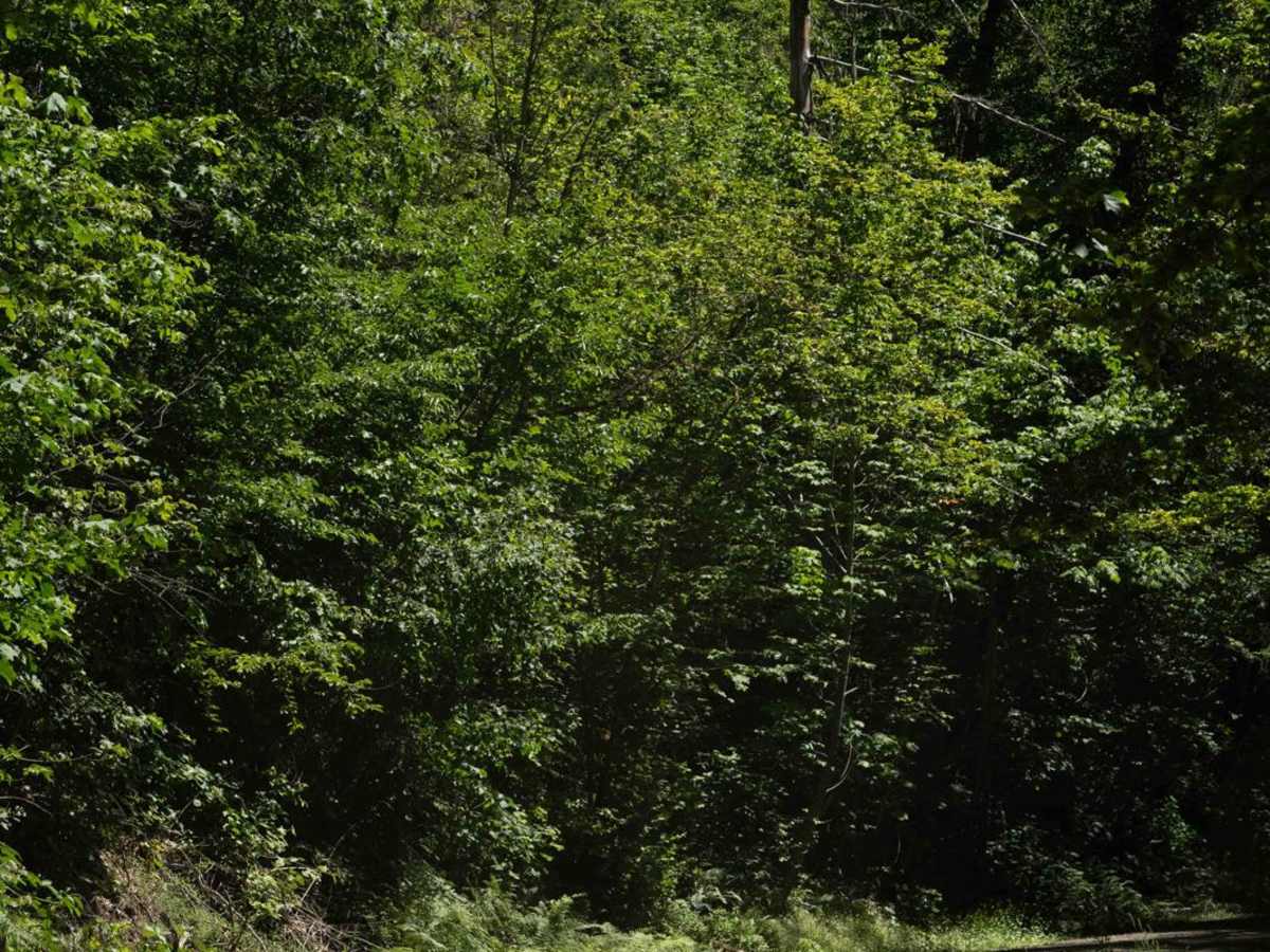 Watch Mountain photo 3