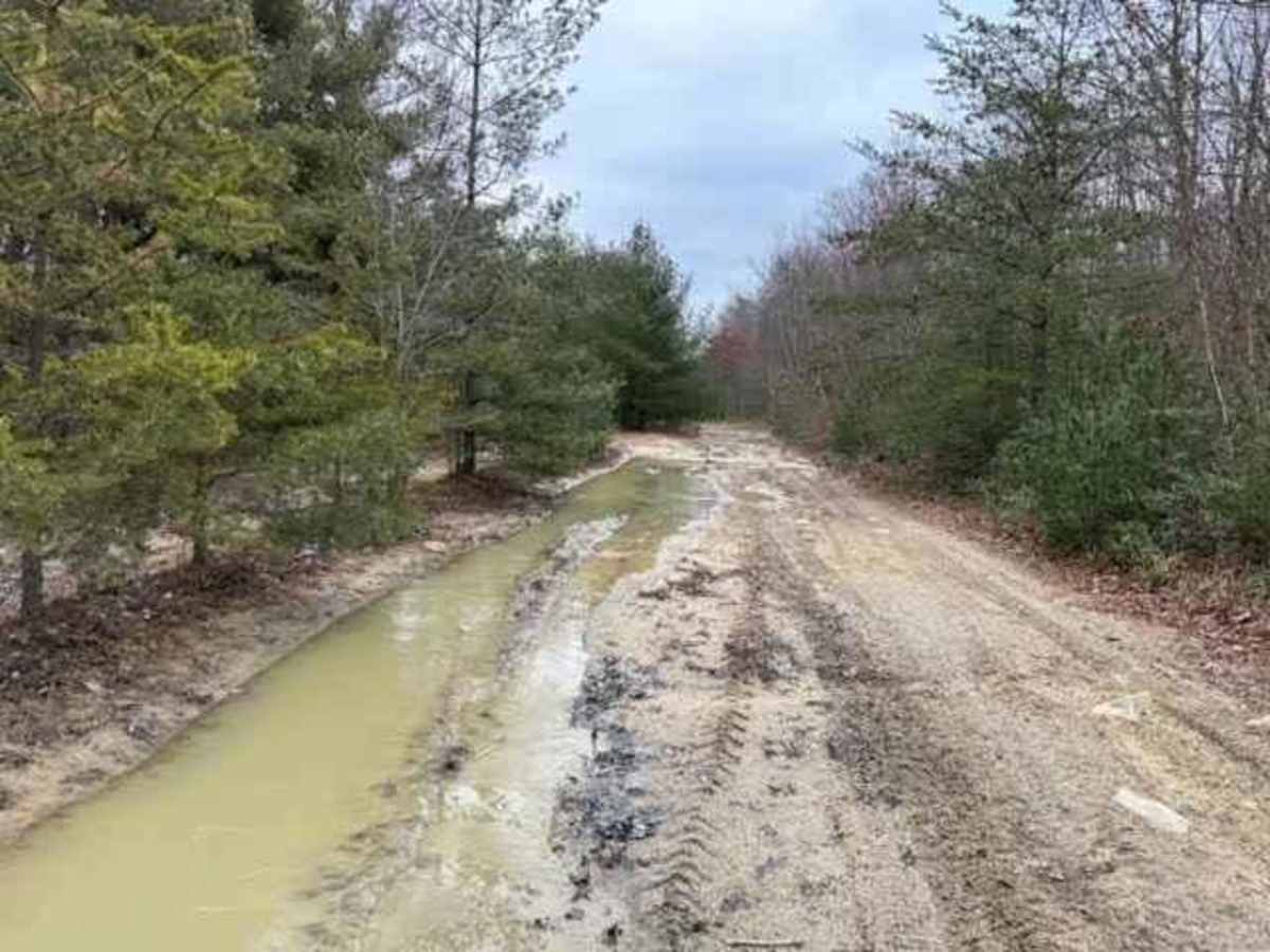 Locust Gap Swamp Dog Trail trail photo