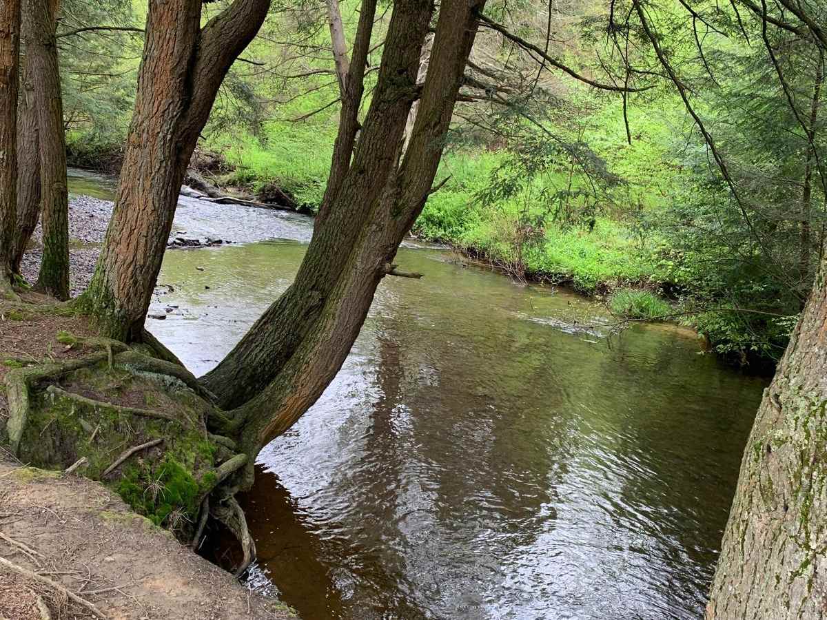 FR339/237 Red Lick/Red Mill trail photo