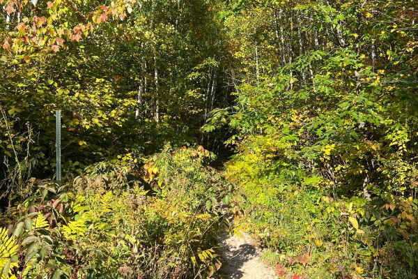 Paul Bunyan's Overgrown ATV Trail