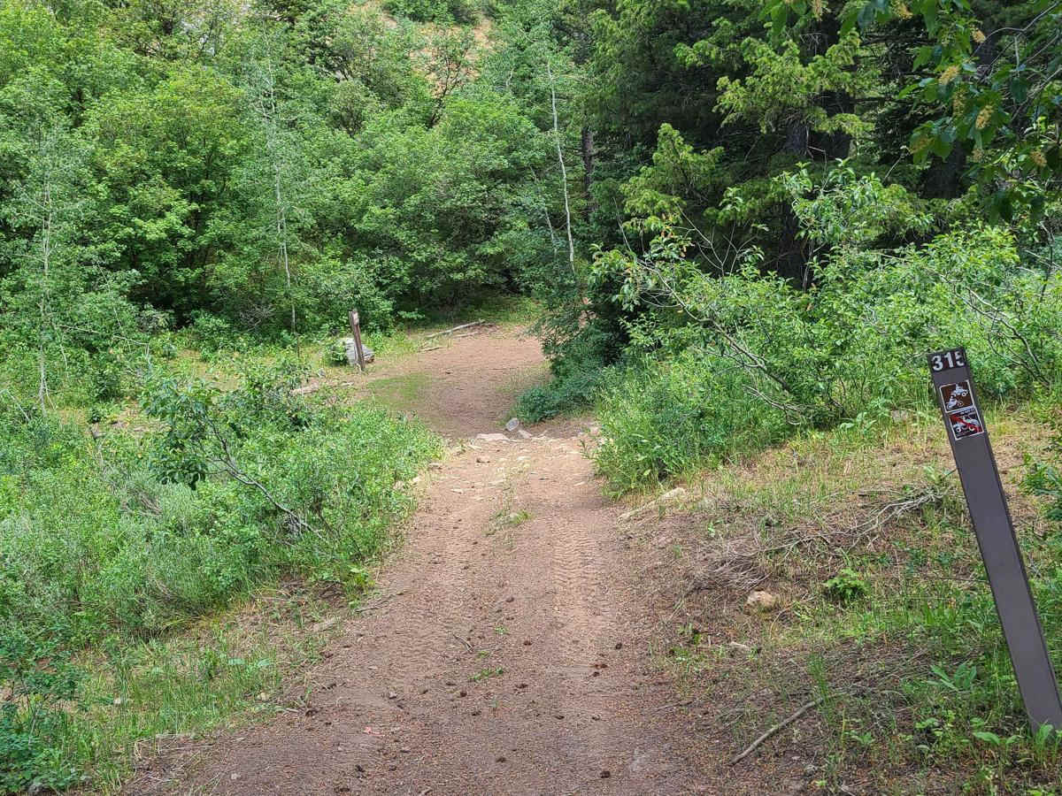 Litz Basin trail photo
