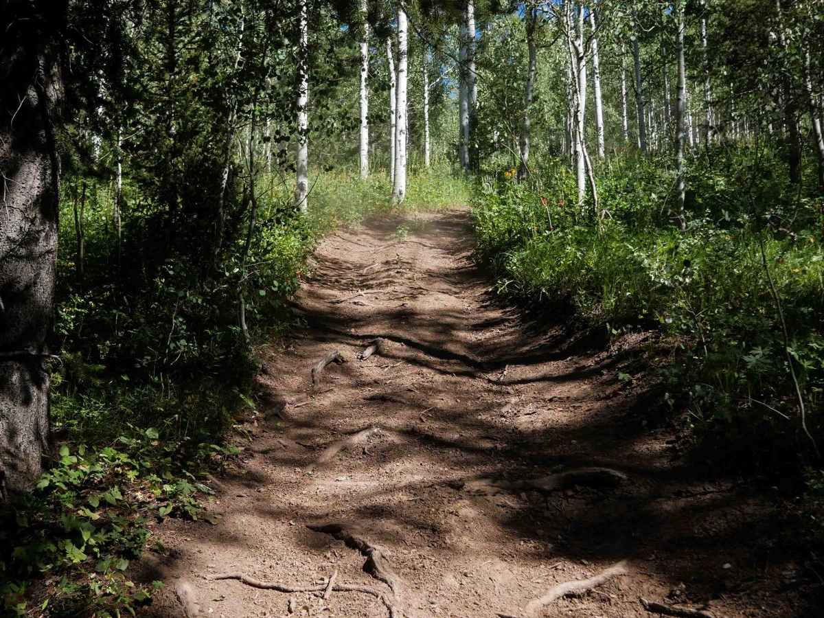 Horseshoe to Harrington #5212  trail photo