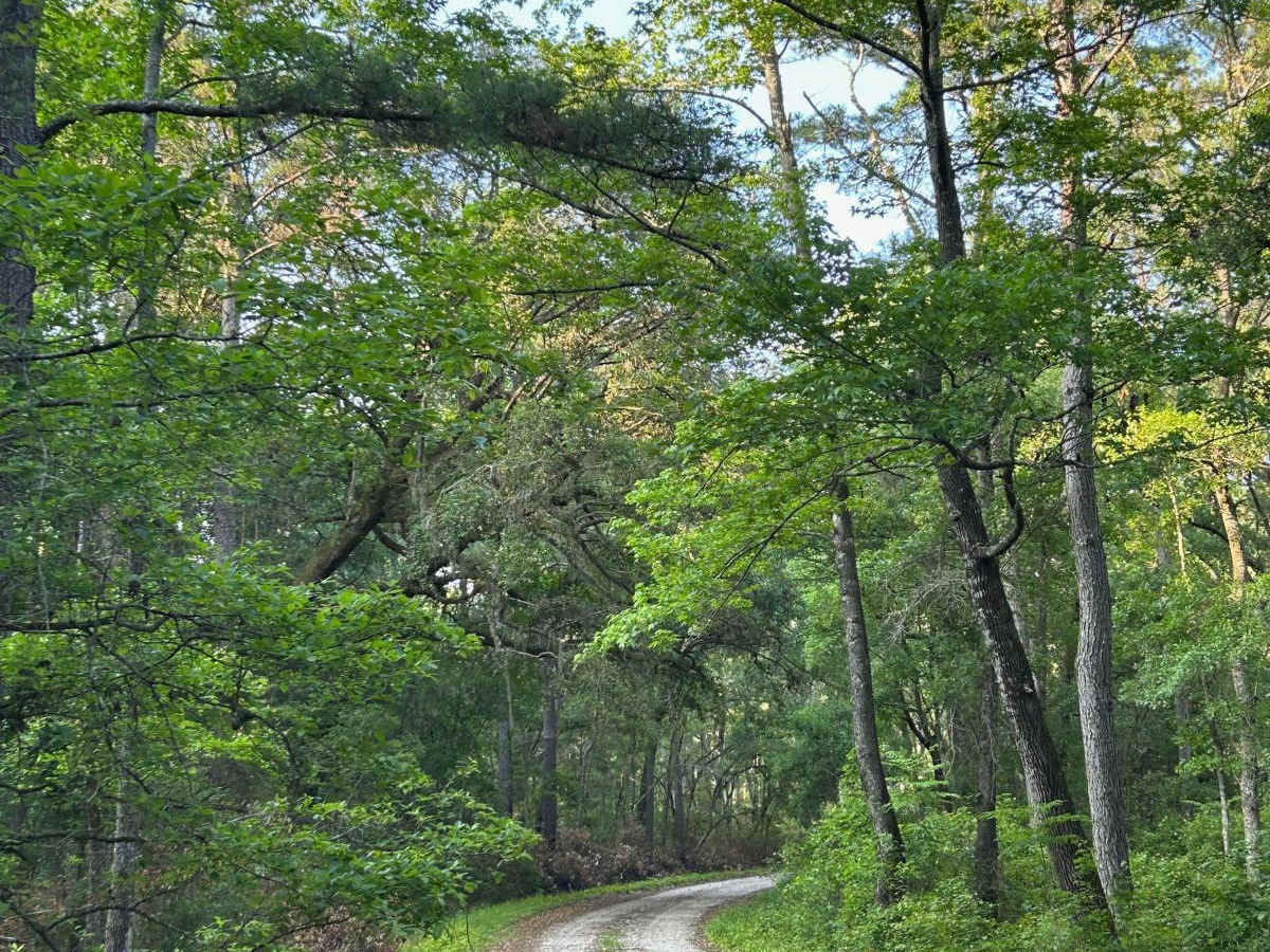 Thompson Branch Road - FSR 154A photo 3