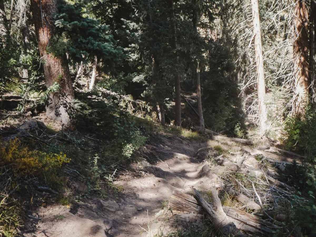 Little Red Trail photo 5