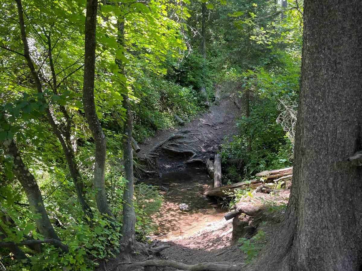 Wet Henderson trail photo
