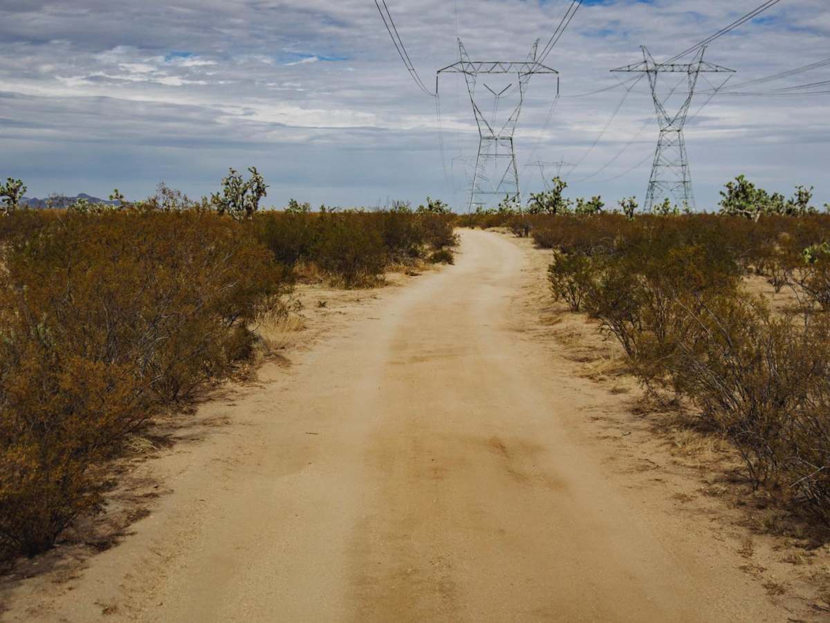Electric Alien Trees photo 3