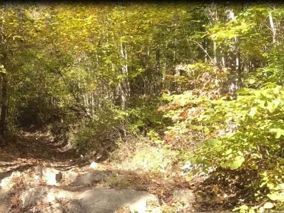 Martiki Trail photo 4