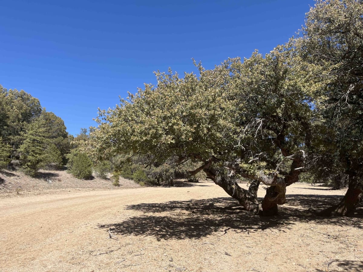 FS 4089E trail photo