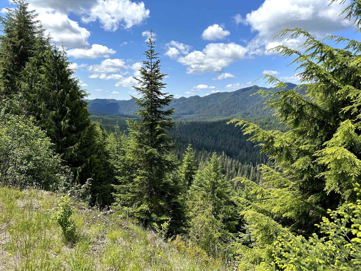 East Fork Humptulips Trail photo 4