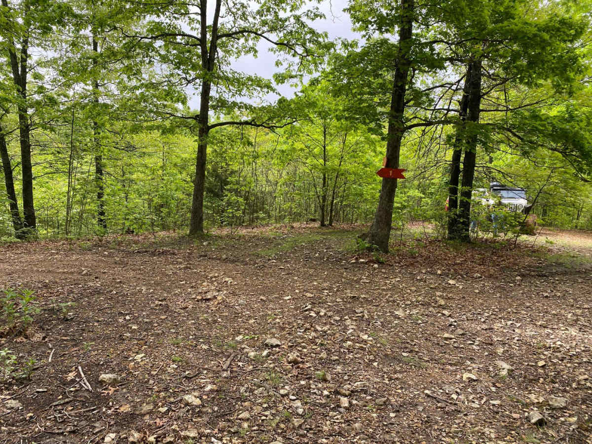 Heeler photo 5