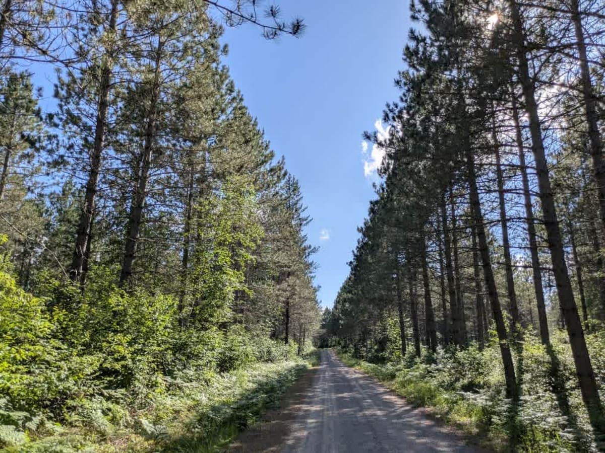 FS 272 trail photo