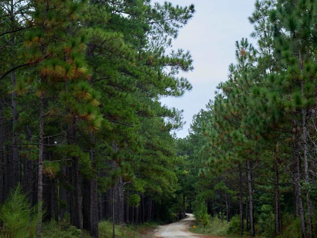 Bonneau Ferry WMA - Perimeter Loop B photo 6