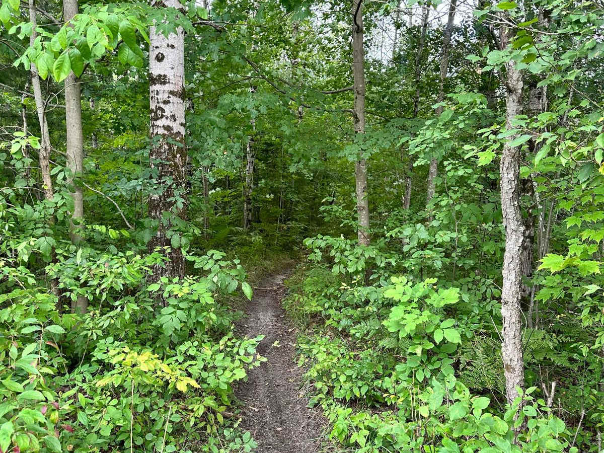N/W Little Manistee Motorcycle Trail photo 4