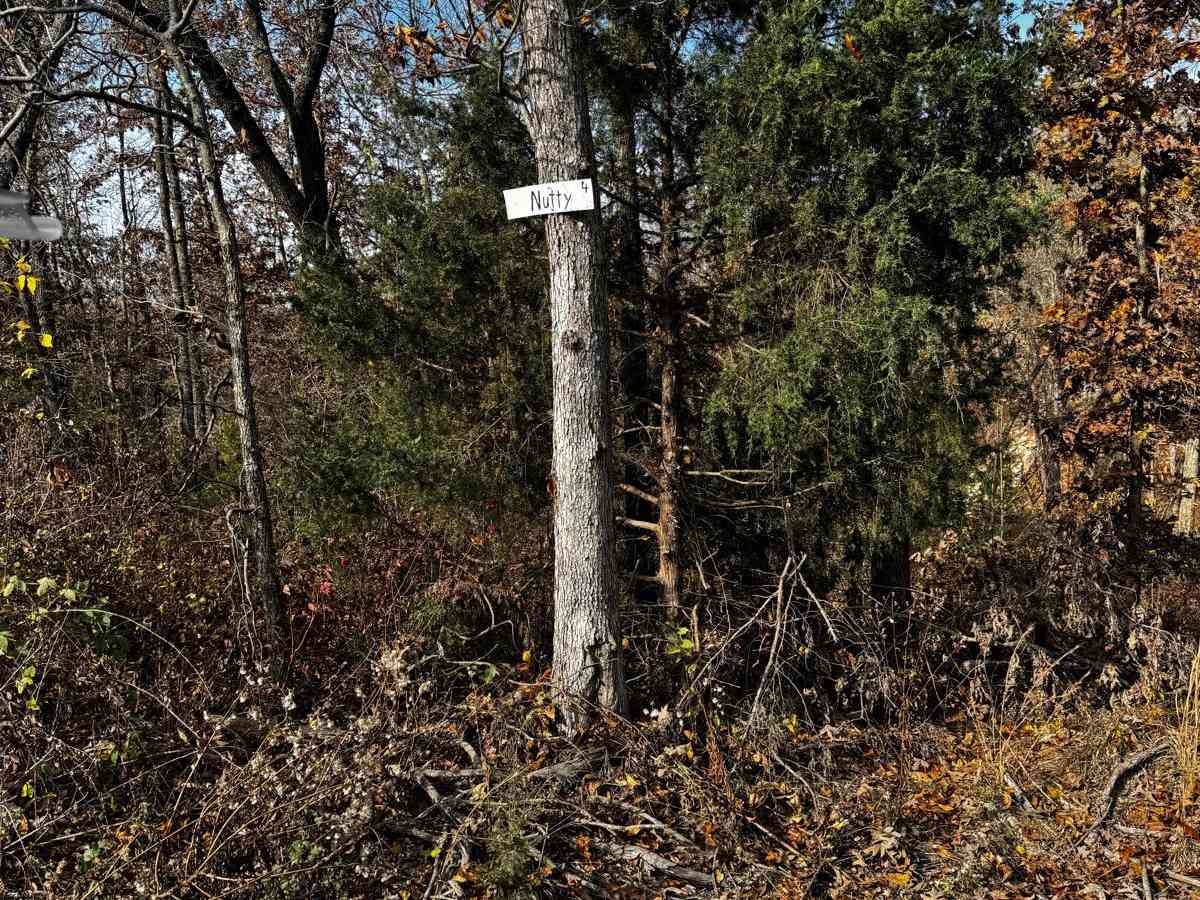 Nutty trail photo