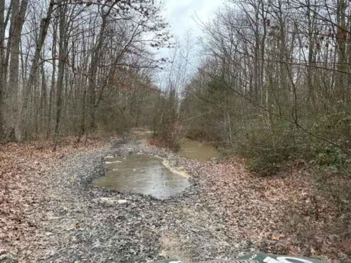 Locust Gap Swamp Dog Trail photo 5