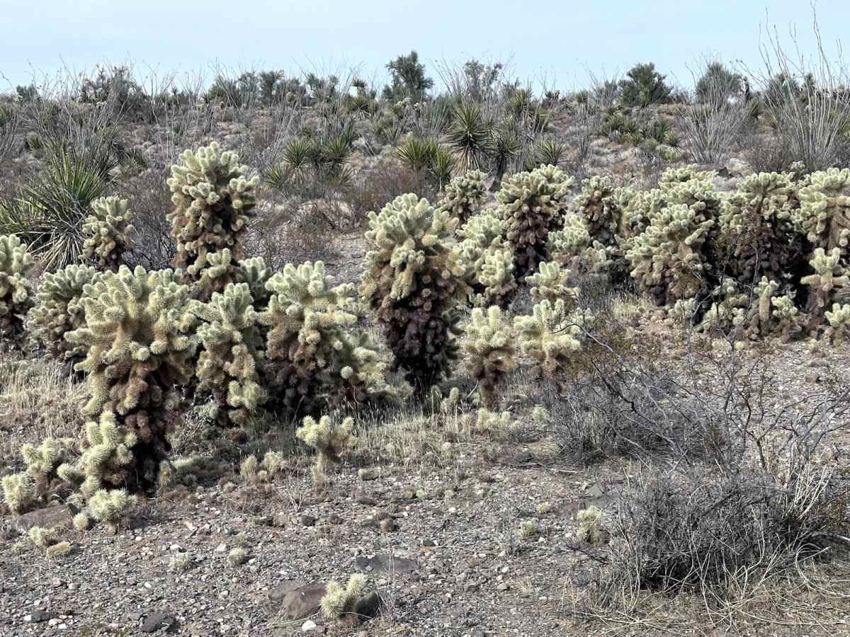 Cholla Pass Trail - H1165 photo 3