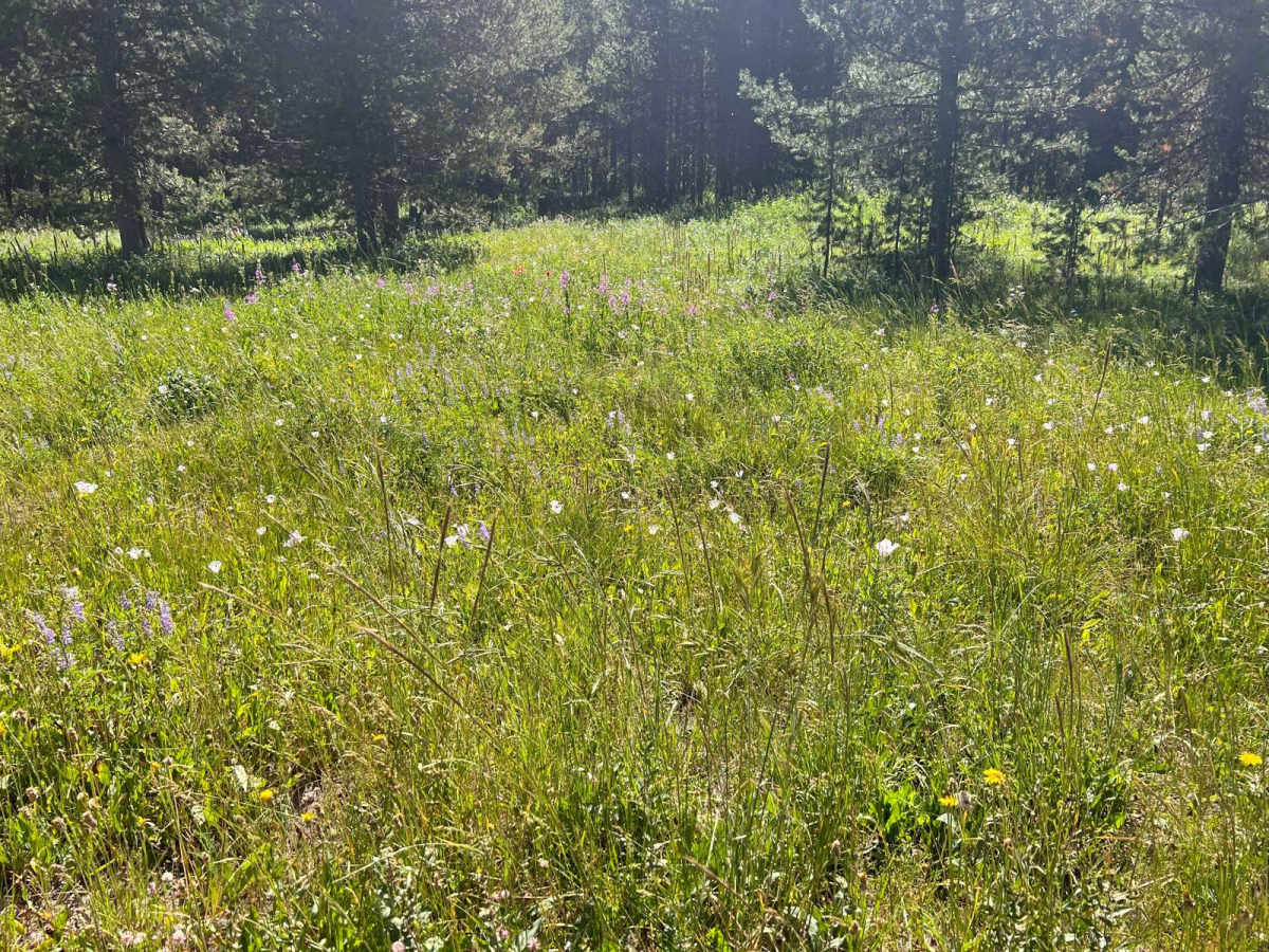 July Creek Road (20303) photo 3