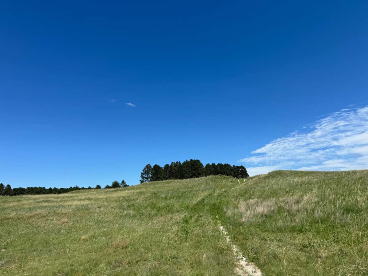 Tree Line photo 5