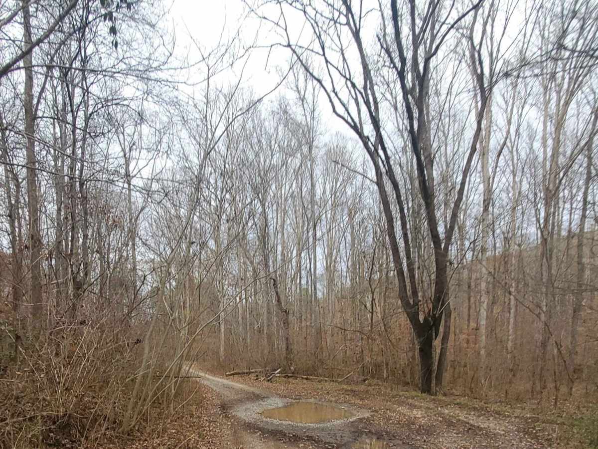 Stover Creek Road - FR 207 photo 2