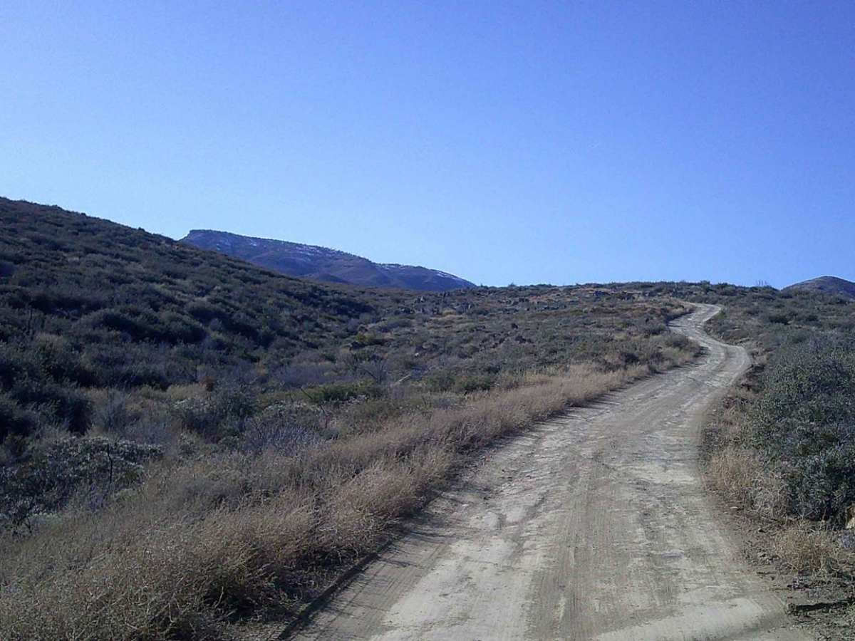 Grapevine photo 5