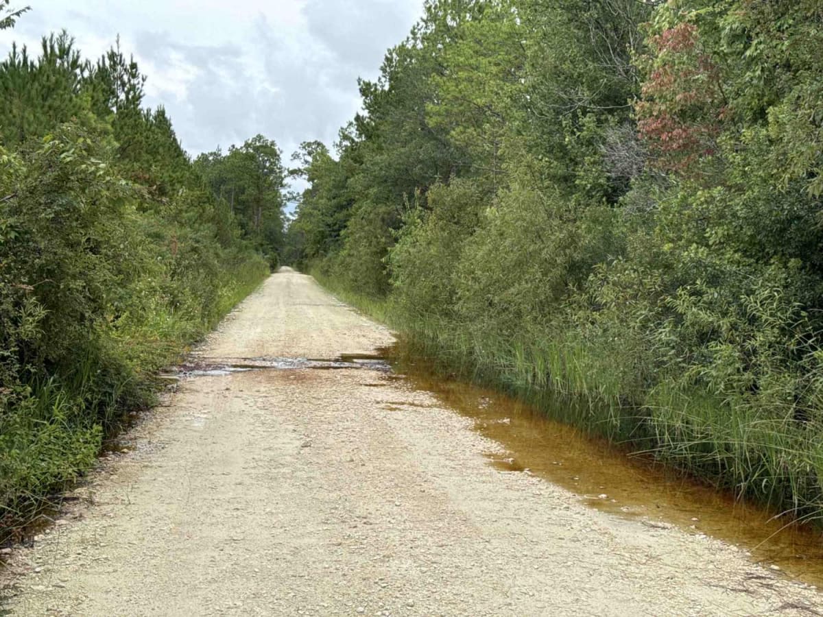 Ocklawaha Trail - ONF SE24ST photo 4