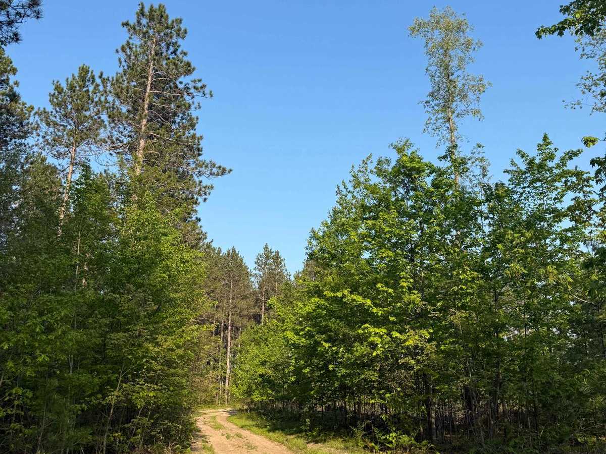 Ridge Runner Trail photo 4