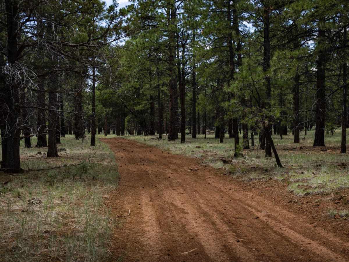 Buckwheats Basecamp photo 6