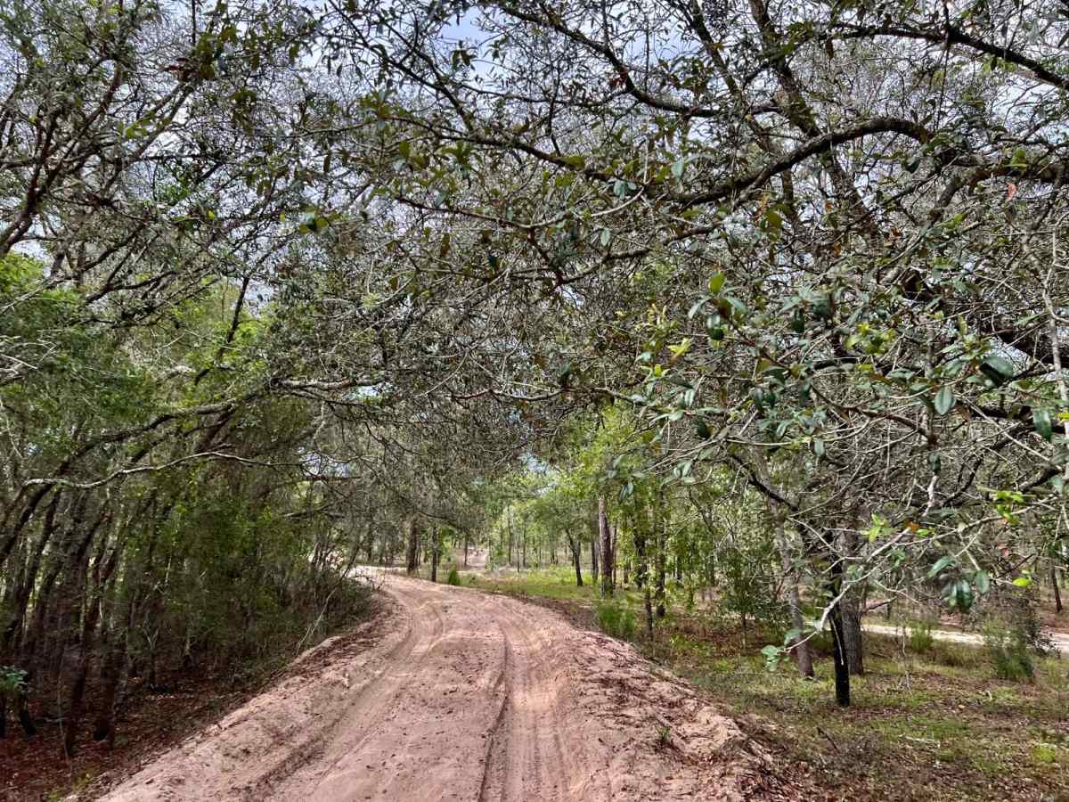 Crooms Wildlife Management | Trail 5 photo 5