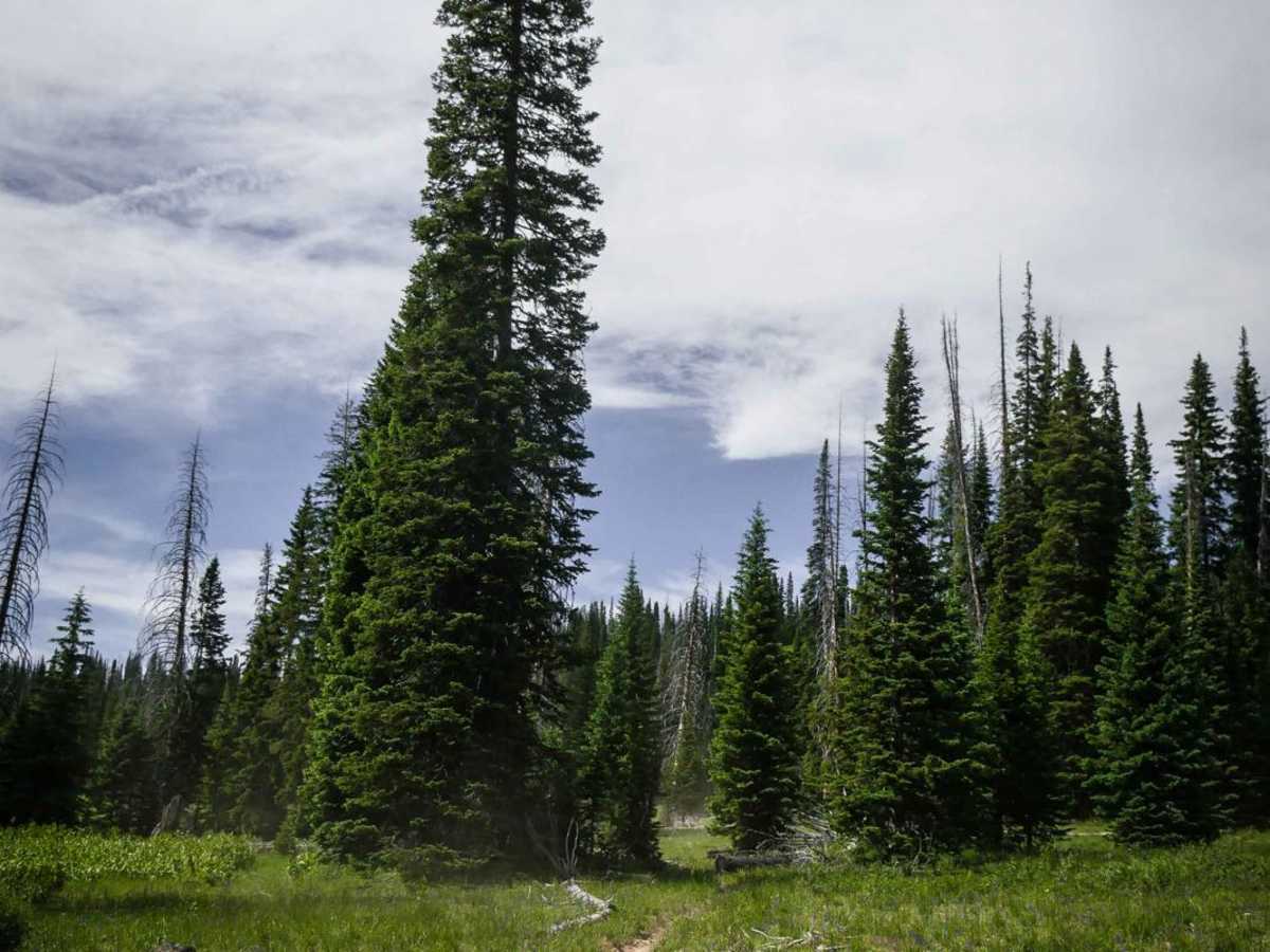Farwell Mountain photo 5